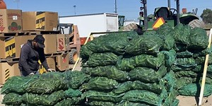 Local farmer produces chiles for Pueblo Festival despite troubles throughout the year