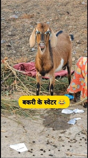 बकरी के स्वेटर 😂🤣 #thetharpuns #heharpuns #funny #goat #sweter