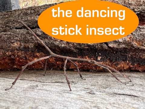 the dancing stick insect