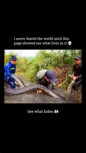 Unseen Biome on Instagram: "In the thick silence of the jungle, danger doesn’t strike—it tightens. The giant python is built not for venom, but for absolute control through mass, pressure, and patience. Massive individuals can stretch 20–30 feet in length and weigh 120–180 kilograms, turning their entire body into a weapon. One sudden grab, followed by crushing coils, is enough to shut down breathing and blood flow in minutes. Unlike fast hunters, big pythons wait. Motionless for hours—sometimes