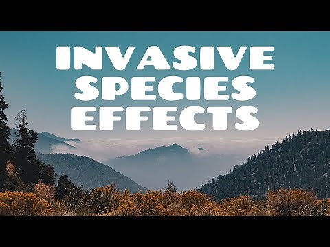 How invasive species affect Biodiversity