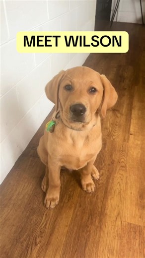 Join the PAWGUST Challenge for Guide Dogs