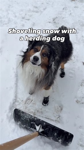 AIR PUP® on Instagram: "He’s so helpful. 🥰 Winston is wearing Air Pup dog boots to protect his paws from cold temperatures, sharp ice, snow, and ice salt. Restock coming soon! Check out our profile for more. 🐾🥾"