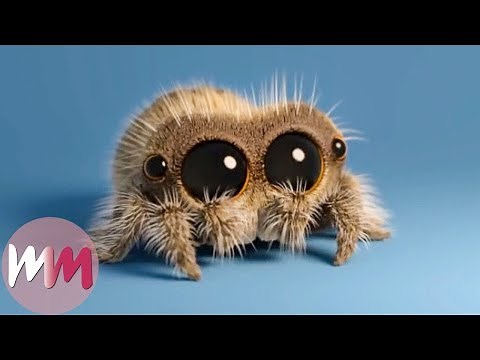 Lucas the Spider - Top 3 Facts!