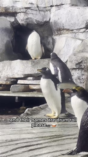 WE HAVE BABY PENGUIN NAMES! And, you get to see their first swim too🥹🐧 Thank you to Mountain America Credit Union, the proud sponsor of the Penguin Research Station, for helping us pick out the names of our new baby penguins. | The Living Planet Aquarium