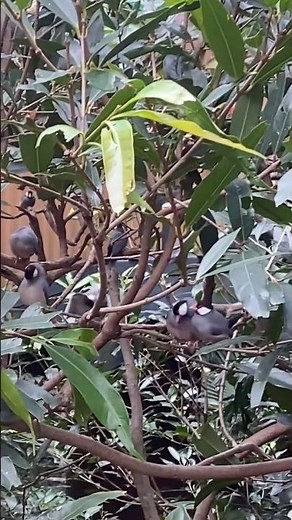 [鳥類 Bird] (ブンチョウ Java Sparrow) #nature #birds #wildlife #zoo #cute