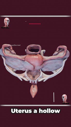 865K views · 6.3K reactions | L'utérus, les ovaires et les trompes de...