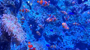 1 Hour Of Beautiful Clownfish & Coral Reef (4k) � Ocean Sounds, Relaxing Music & Aquarium Ambience
