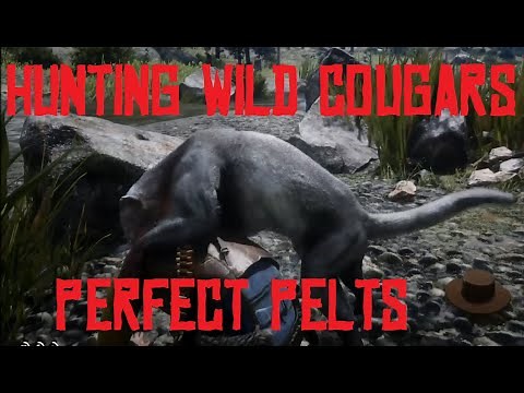 RDR2 - HUNTING COUGARS! HOW TO GET PERFECT COUGAR PELTS! Red Dead Redemption 2