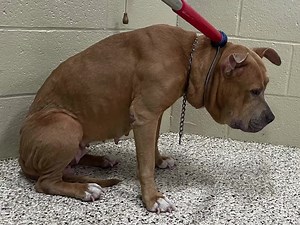7.1K views · 762 reactions | Remember Peanut with the embedded collar? She was scared and in pain when we first met her. It took some time and patience. We had to go slow…..but she learned to trust us. Watch until the end to see her now.❤️ | Mahoning County Dog Warden | Facebook