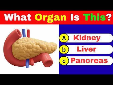 Inside the Human Body: Can You Name These Internal Organs? English Vocabulary | Human Anatomy |