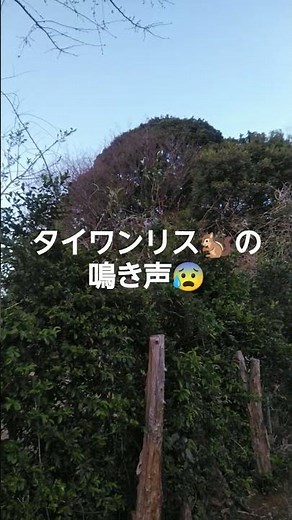 特定外来生物 外来生物の、アライグマタイワンリス🐿の鳴き声です😰 チャンネル登録宜しくお願いします🙏