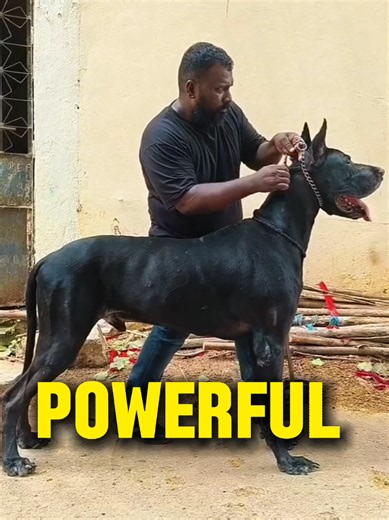 Top Biggest Dog Breeds in the World — Giant Dogs Ranked
