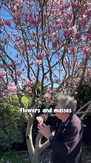 One of the Easiest Magnolias to Grow - Soulangeana