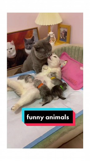 funny animals clips on TikTok