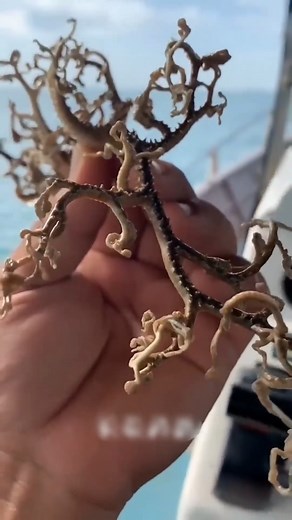 24K views · 64 reactions | 樂樂樂 #Amazing #amazingthings #cute #nature @amazingthings454 | Amazing-Things | Facebook