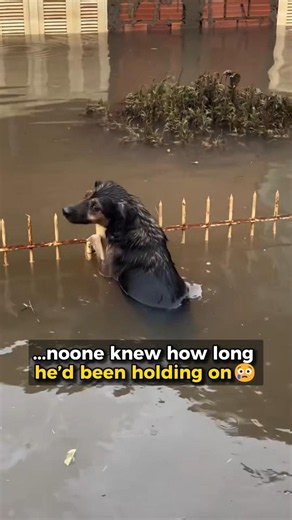 This Dog Was Moments Away From Giving Up Till They Showed Up #dog #rescue #love
