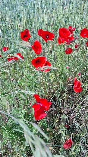 Beautiful Red Poppy Field ❤️🌾 | Peaceful Nature Moment #Shorts
