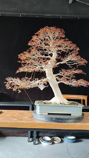 Local pick up or delivery only | Hong Kong Bonsai Pots