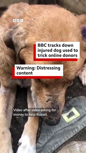African scammers are soliciting donations on GoFundMe and PayPal from westerners to care for neglected animals but the money is actually spent on themselves.