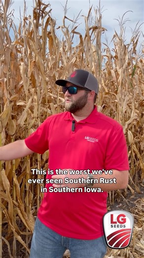 14 reactions | Did Southern Rust pop up in your corn fields this season? Get insights and harvest tips for those acres in this week’s crop cam. #southernrust #harvest2025 #lgseeds | LG Seeds | Facebook