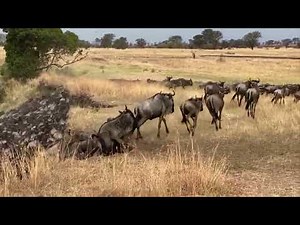 Extraordinary Herd Wildebeest Crossing Mara River