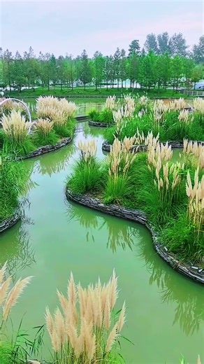 Flower Transformation Time-Lapse