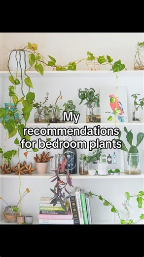 🌙 Top Bedroom Plants for Better Sleep 😴🌿 #BedroomPlants #PlantCare #Houseplants