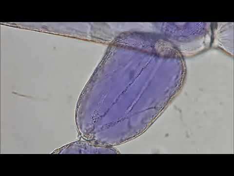 ムラサキツユクサのおしべの毛の細胞の原形質流動 1