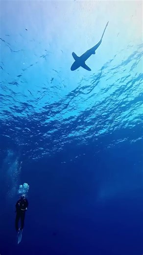 673K views · 17K reactions | Swimming with sharks is pure magic ✨ An unforgettable experience that changes everything. Up close, you realize sharks are graceful, curious, and vital to the ocean. Where do you want to take your next shark dive? Let us know in the comments 麗  IG '@kitti_bus' #SharkDiving #Sharks #ScubaDiving | PADI | Facebook