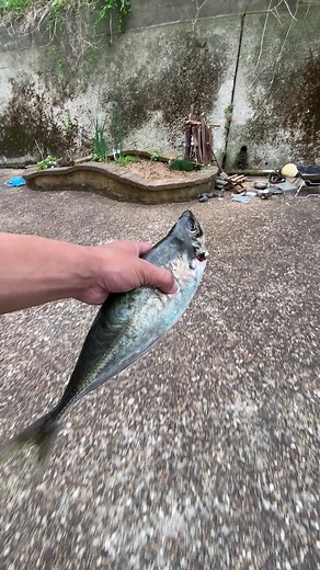 日本の甘い魚を楽しむ方法