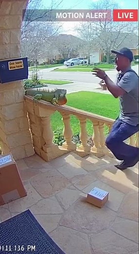 Nice statue! Delivery Driver Thinks Iguana is Fake His Scream is Priceless! 😂
