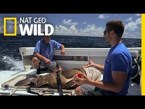 A Look at the Giant Grouper | Monster Fish