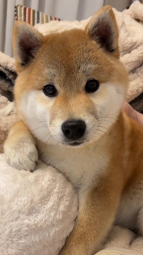 #犬 #柴犬のいる生活 笑うんですよ#萌