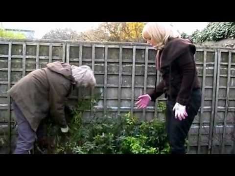 Hypericum "Hidcote" spring pruning