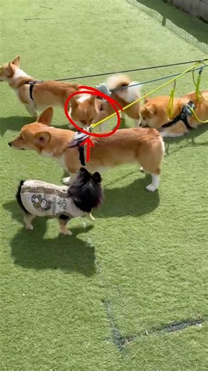 コーギー集団に囲まれたチンピラ！狙うわ1匹集中型！ #チンピラ #可愛い #犬のいる生活 #ちわわ #チワワ #コーギー #やんちゃ犬 #可愛い #チワワ大好き #可愛い #癒し #元気になる動画
