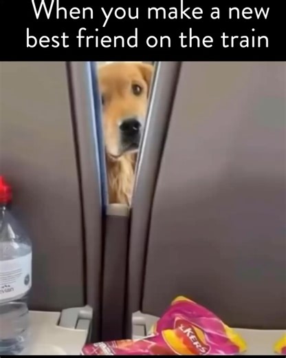 Kira Sabin-Positive Psychology Midlife Coach on Instagram: "✨ It’s Fluffy Friday, friends! 🐐🦉🦥🐑 And the internet animals are out here living their best lives. Every week I share a round up of the best animal videos I found this week for just pure joy. This is a repost from earlier this year because Mama is tired. I am Mama in this scenario. 😂 AND!!! If midlife has you feeling feral — All the rage. All the big fucking feelings. All the what fresh hormonal h