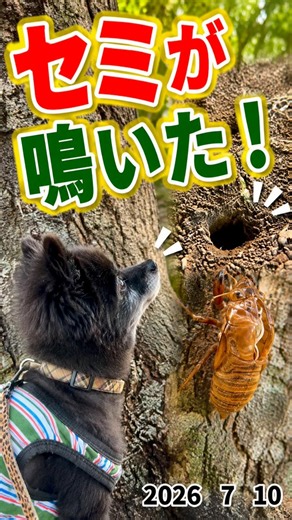 蝉がやっと鳴いた！セミの穴発見から数日 2026 7 10