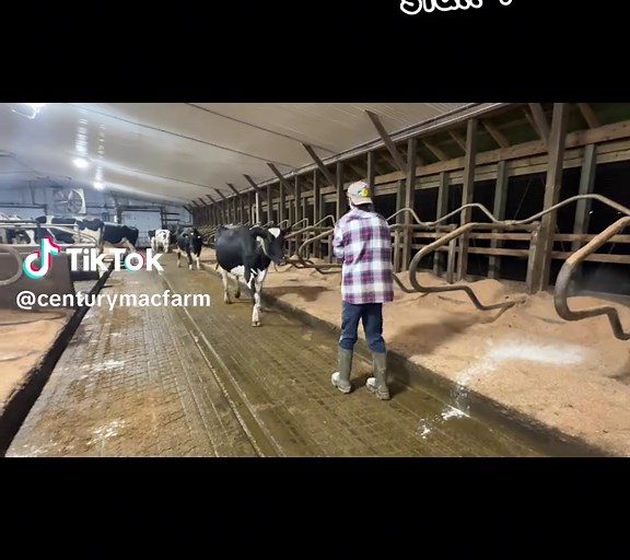 A little rowdy in the barn tonight #cow #rowdy #farmlife #fyp