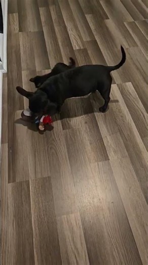 Funny Tuxedo Kitten & Chiweenie Dog Playing!! #kitten #cat #cute