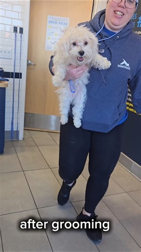 Maltipoos are NEVER calm! #fyp #shorts #funny #dogs #puppy