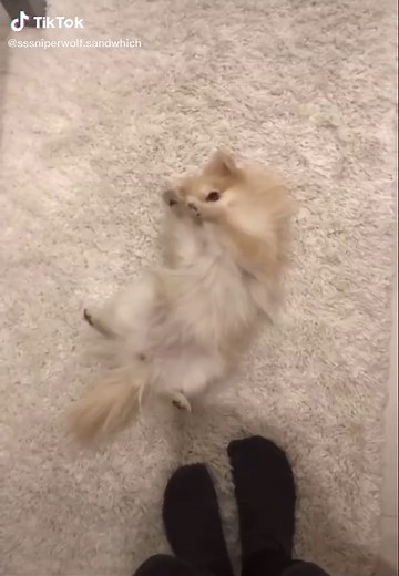 Adorable Ashe Moments with Sssniperwolf