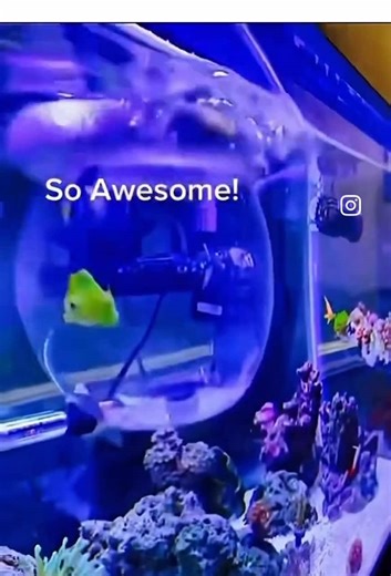 Tankmatez new Aquarium Bubble Fish Trap Design uses buoyancy from the trap door to flip and rise. No more foam. #tankmatezbubblefishtrap #tankmatezhgv #tankmatezrcdisplay #coral #corals reeftank reefaquarium marineaquarium saltwateraquarium aquarium