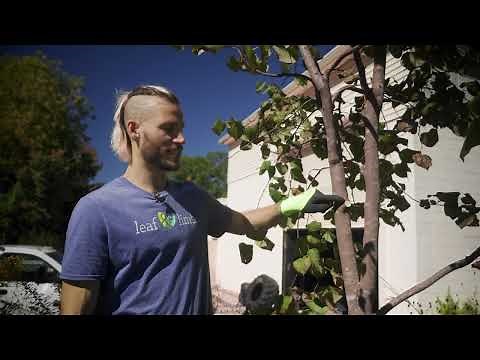 How to Perform the 3-Cut Pruning Method