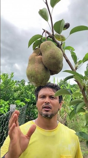 Pé de pera pequeno já dando frutos gigantes! 🍐🌿