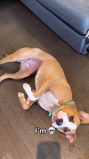 Life with a pibble 🤣♥️ #shorts #reels | Luna The Pittie