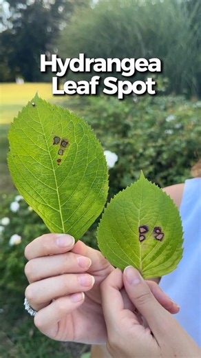 Blueacre Garden on Instagram: "What are these black/brown/purple spots all over my hydrangea leaves? The culprit is cercospora leaf spot (aka hydrangea leaf spot) and it affects all types of hydrangeas, although macrophylla are most commonly affected. Wet and humid spring and summers can cause this fungus to spread. #gardening101 #hydrangea #hydrangeaseason"
