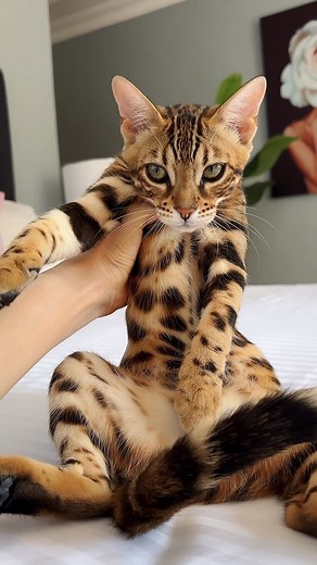 Bengal kitten development 🐯 Elite GrandGlow Dilara 😘 Elite GrandGlow cattery ⚜️ * * * * * #bengalkitten #bengal #bengalcats #bengalkitty #bengallovers #bengalcatworld #bengalistanbul #bengalkedisi #gattobengala #bengalkatze #bengalfrance #bengalbreeder #bengalcat #bengalkittensofinstagram #bengalukraine #bengalkiev #bengalboston #bengallover #bengalchicago #bengalnyc #bengalkittensflorida #bengalkittenscalifornia #bengallosangeles #bengalspain #bengalbarcelona #bengalizmir #bengalturkey #benga