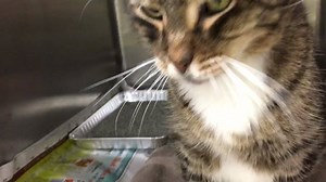 63 reactions · 58 shares | RESCUED SUMO (Formerly PATTERSON) -...