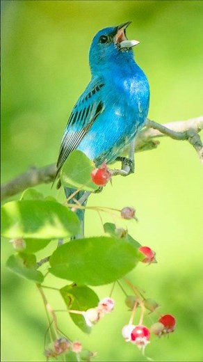 Authentic North American Morning Songbirds | Relaxing Bird Sounds for Meditation & Focus